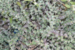 Indigofera cordifolia